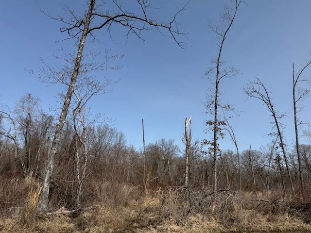 LAND AUCTION – MARCH 26TH @ 11 AM